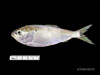 Brevoortia tyrannus, Atlantic Menhaden, from SEAMAP Collections